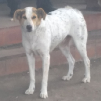 Perrito_Adoptable_Cadena