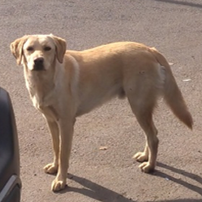 Perrito_Adoptable_Café