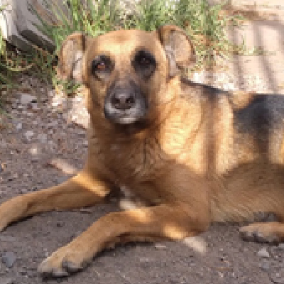 Perrito_Adoptable_Huesos_Flaca