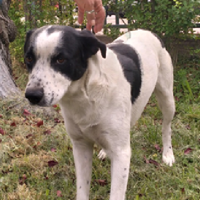 Perrito_Adoptable_Washington